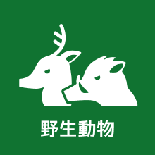 野生動物